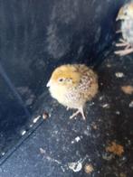 Japanse kwartel kuikens 1week oud, Dieren en Toebehoren