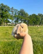 Peach zoekt een thuis, Dieren en Toebehoren, Konijnen, Mannelijk, Dwerg, Hangoor, 0 tot 2 jaar