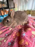 Dwerkonijntje voedster, Dieren en Toebehoren, Konijnen, Vrouwelijk, Dwerg, 0 tot 2 jaar