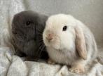 Zeldzaam mooi koppeltje lieve handtamme Minilop konijntjes, Dieren en Toebehoren, Konijnen, Meerdere dieren, Klein, Hangoor, 0 tot 2 jaar