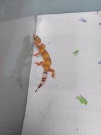 Luipaardgekko's, Animaux & Accessoires, Reptiles & Amphibiens