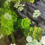 Limnophila aquariumplant, Ophalen