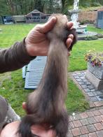 Half angora mannetje, Dieren en Toebehoren, Mei, Mannelijk