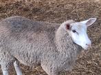 Ooien te koop, Dieren en Toebehoren, Schapen, Geiten en Varkens
