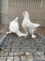 Takla bleu mardin, Dieren en Toebehoren, Vogels | Duiven