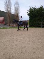 Weide/wandelpaardje, Dieren en Toebehoren