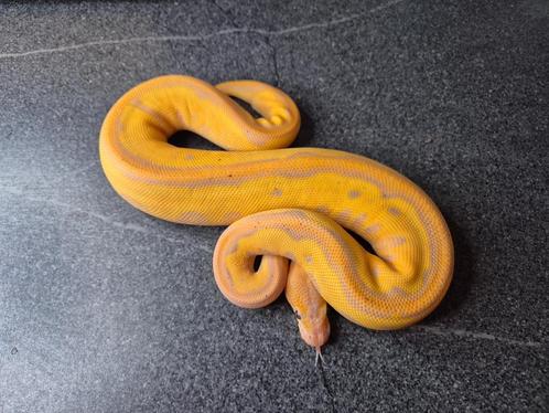 Python regius, Dieren en Toebehoren, Reptielen en Amfibieën, Slang, 0 tot 2 jaar
