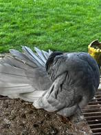 sierduifjes, Geslacht onbekend, Tuimelaar of Roller