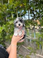 Mooie cavapoo pups, Dieren en Toebehoren, België, Overige rassen, CDV (hondenziekte), 8 tot 15 weken