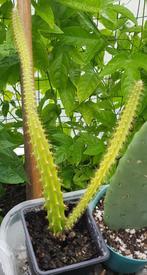 cactus aporo, Huis en Inrichting, Kamerplanten, Ophalen of Verzenden, Cactus