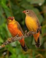 goudbuikjes, Mannelijk, Tropenvogel, Geringd