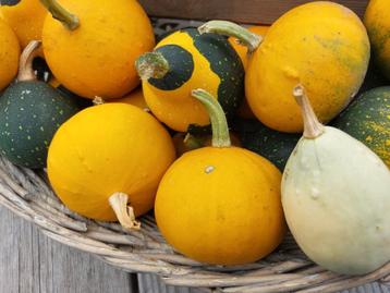 Sierfruit (2 stuks) beschikbaar voor biedingen