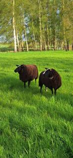 Zwartbles ooien te koop., Dieren en Toebehoren, Schapen, Geiten en Varkens, Vrouwelijk, Schaap, 3 tot 5 jaar