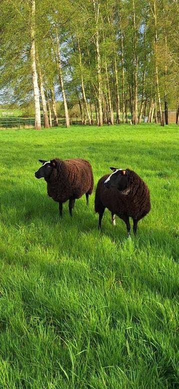 Zwartbles ooien te koop. beschikbaar voor biedingen