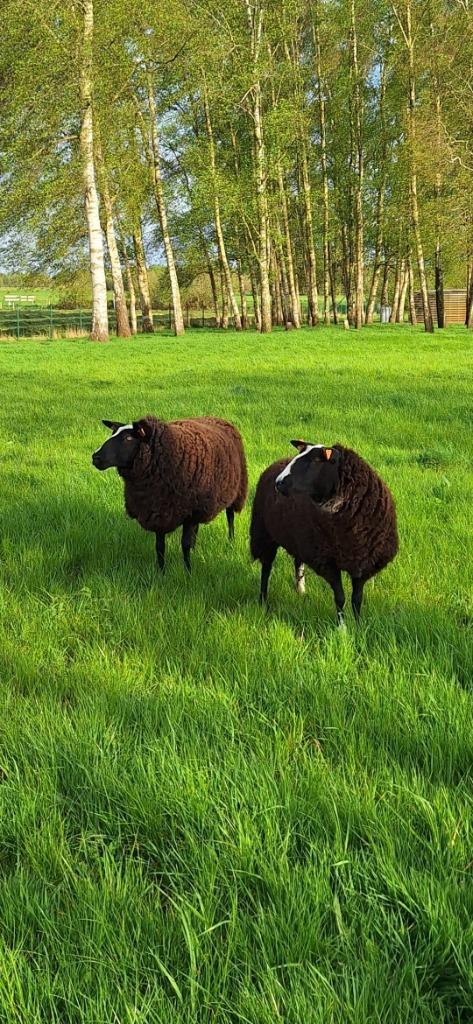 Zwartbles ooien te koop., Dieren en Toebehoren, Schapen, Geiten en Varkens, Schaap, Vrouwelijk, 3 tot 5 jaar
