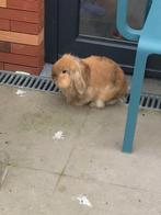 Koppel konijnen met kooi, Dieren en Toebehoren, Konijnen