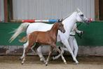 Chique NRPS veulen, Poney de dressage, 0 à 2 ans, Vermifugé, Étalon