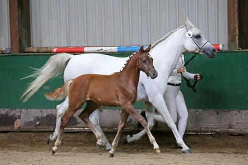 Chique NRPS veulen, Animaux & Accessoires, Poneys, Étalon, Non dressé, Poney E (1.48 m - 1.57m), Poney de dressage, 0 à 2 ans