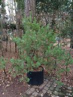 pinus sylvester, Tuin en Terras, Planten | Struiken en Hagen, Ophalen