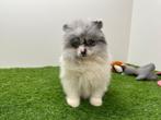 Pomapoo pups, Dieren en Toebehoren, Honden | Niet-rashonden, België, 8 tot 15 weken, Parvo, Meerdere