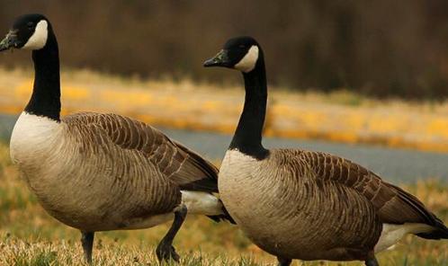 Canadese ganzen, Dieren en Toebehoren, Pluimvee, Gans of Zwaan, Meerdere dieren