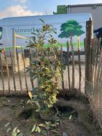 Photinia fraseri red robin/ glansmispel tekoop., Tuin en Terras, Planten | Bomen, Ophalen