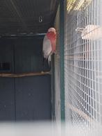 Rose kaketoe, Dieren en Toebehoren, Mannelijk, Papegaai, Geringd