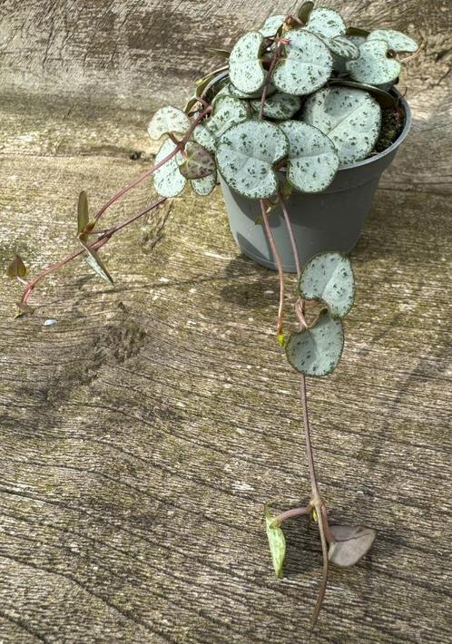 Ceropegia Woodii, Maison & Meubles, Plantes d'intérieur, Plante succulente, Moins de 100 cm, Envoi