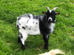 mooi dwergeitenbokje, Animaux & Accessoires, Moutons, Chèvres & Cochons, Mâle, Chèvre, 0 à 2 ans