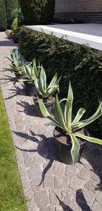 agave, Tuin en Terras, Planten | Tuinplanten, Vaste plant, Bloeit niet, Halfschaduw, Ophalen