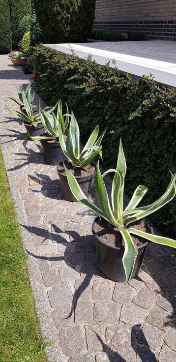 agave, Tuin en Terras, Planten | Tuinplanten, Vaste plant, Bloeit niet, Halfschaduw, Ophalen