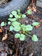 chélidoine - plantes forestières - Ranunculus ficaria, Jardin & Terrasse, Enlèvement ou Envoi, Printemps, En pot
