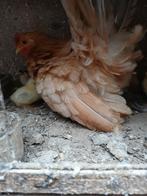 Chabo moeder met 4 kuikens, Dieren en Toebehoren