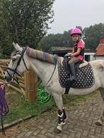 Lieve D pony merrie, Dieren en Toebehoren, Pony's, 7 tot 10 jaar, Recreatiepony, D pony (1.37m tot 1.48m), Merrie