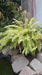 kamerplant, Huis en Inrichting, Kamerplanten, Ophalen, Overige soorten, Halfschaduw, In pot