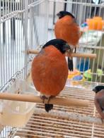 Noorse goudvink mannen van 2025, Dieren en Toebehoren