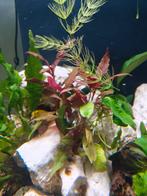 Aqauriumplanten mix, Dieren en Toebehoren