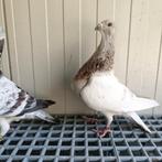 Couple pigeons Jiennense