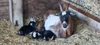 dwerggeit met 2 lammetjes, Animaux & Accessoires, Moutons, Chèvres & Cochons, Femelle, Chèvre, 0 à 2 ans