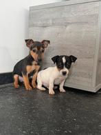 Jack russel pups te koop, Dieren en Toebehoren, Honden | Jack Russells en Terriërs, CDV (hondenziekte), België, Particulier, Jack Russell Terriër