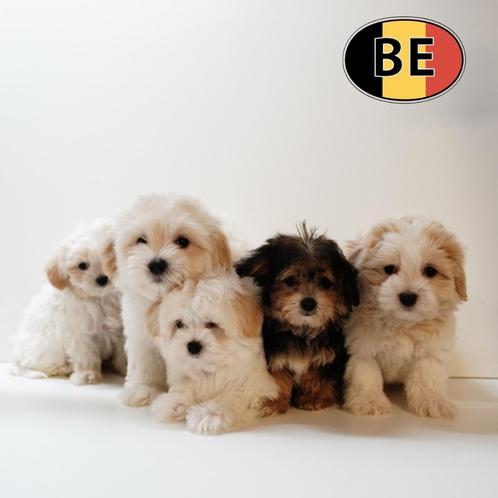 Havanezer - zachte pups te koop (Belgisch), Dieren en Toebehoren, Honden | Chihuahua's en Gezelschapshonden, Meerdere dieren, Overige rassen