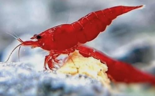 Bloody Mary Super Red Zuiver! zoetwater garnalen, Dieren en Toebehoren, Vissen | Aquariumvissen, Zoetwatervis, Kreeft, Krab of Garnaal