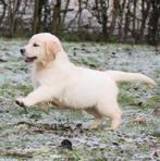 Chiots Golden Retriever, Animaux & Accessoires, Chiens | Retrievers, Épagneuls & Chiens d'eau, Golden retriever, Chien (mâle)