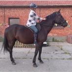 Paard te koop, Dieren en Toebehoren, Paarden, Merrie, Gechipt, 170 tot 175 cm, 11 jaar of ouder