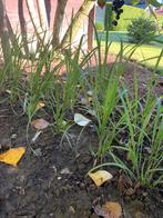40 Jonge Plantjes diamantgras te koop 10€ voor allemaal., Tuin en Terras, Ophalen, Vaste plant, Siergrassen, Halfschaduw