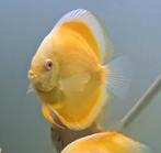 Discus albino pearl diamond, Dieren en Toebehoren, Zoetwatervis, Schoolvis, Vis