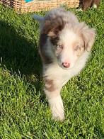 Border collie pups, België, 15 weken tot 1 jaar, CDV (hondenziekte), Collie