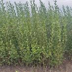 ‼️Ligustrum Ovalifolium aan promoprijzen ‼️, Enlèvement