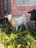 Bouc nain, Mâle, Chèvre, 0 à 2 ans