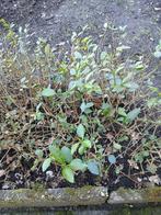 Ligustrum, Ophalen, Liguster, Haag, Minder dan 100 cm